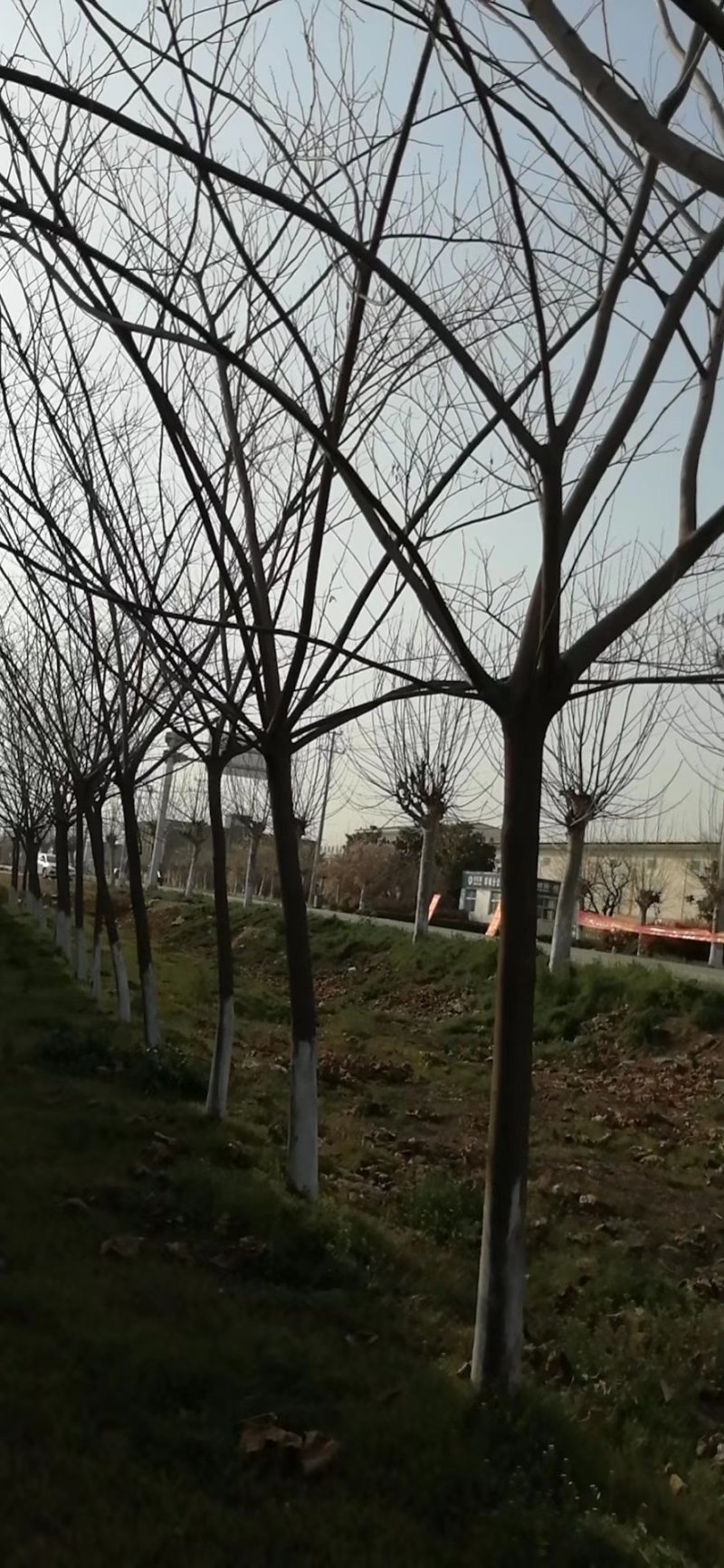 江苏徐州合欢一手货源现挖现发规格齐全基地直发质量保障