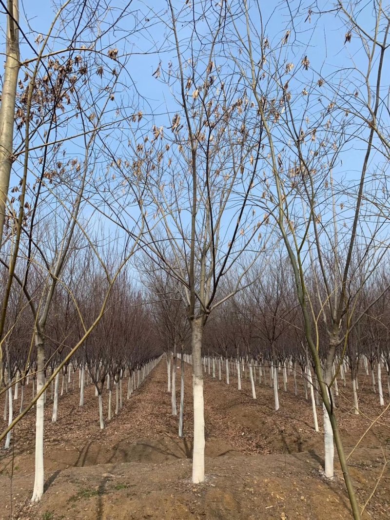 江苏徐州合欢一手货源现挖现发规格齐全基地直发质量保障