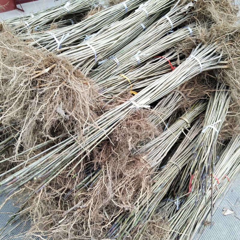 厚朴树苗园林绿化苗木药材种高存活规格齐全