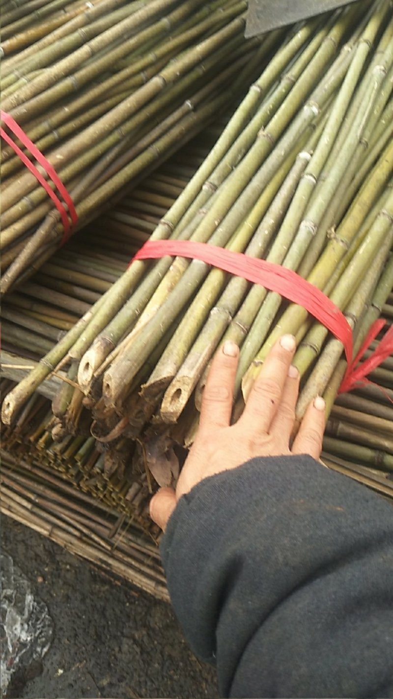 湘南竹木两米二95~100根菜架竹，火龙果撑现货批发