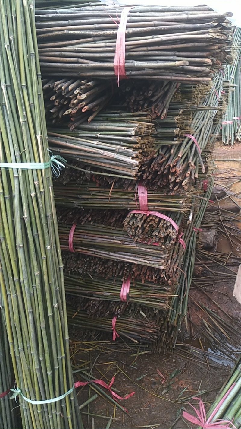 湘南竹木两米二95~100根菜架竹，火龙果撑现货批发