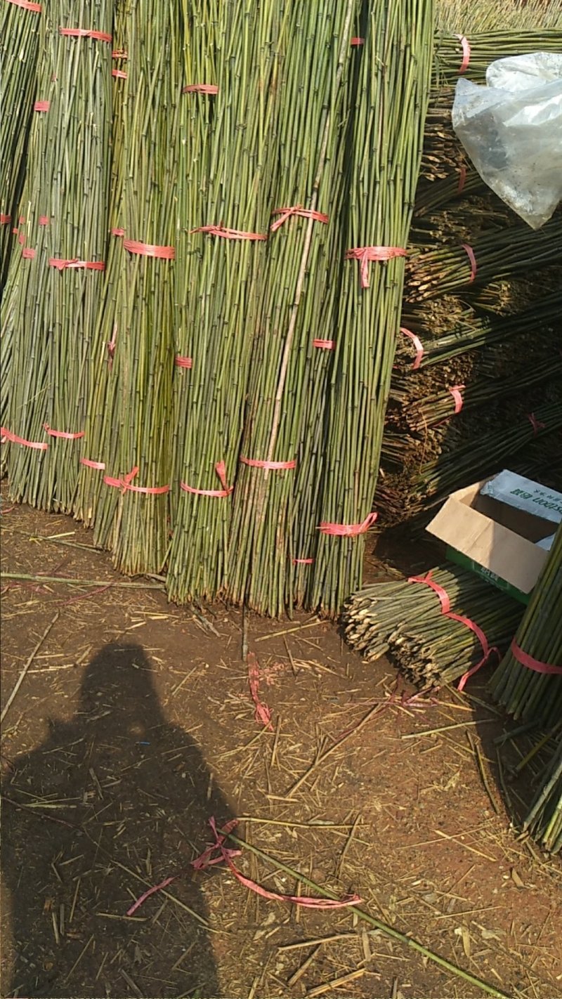 湘南竹木两米二95~100根菜架竹，火龙果撑现货批发