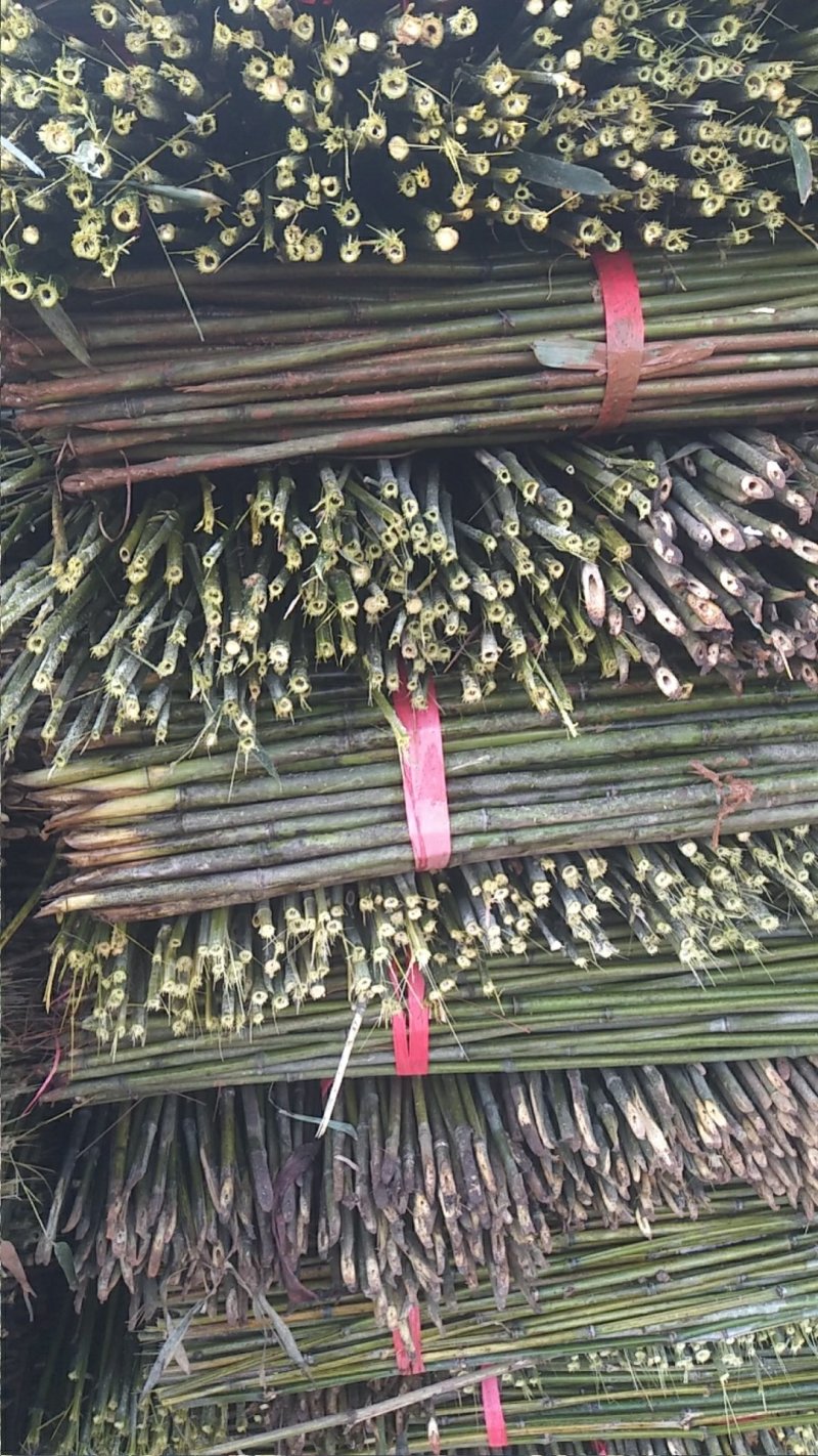 湘南竹木两米二95~100根菜架竹，火龙果撑现货批发