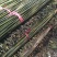 湘南竹木两米二95~100根菜架竹，火龙果撑现货批发