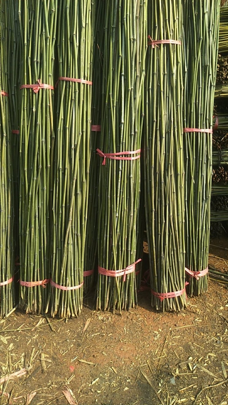 湘南竹木两米二95~100根菜架竹，火龙果撑现货批发