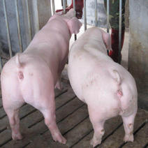 求购母猪、买10头母猪送1头公猪、3头起、全国