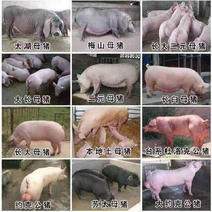 买母猪、买10母猪送1头公猪、3头起、全国