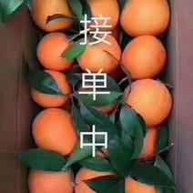 重庆奉节脐橙