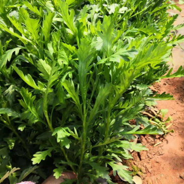 工程用苗木春菊小杯苗量大装车便宜保证质量