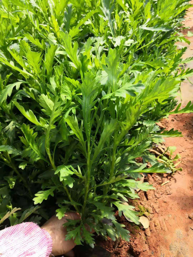 工程用苗木春菊小杯苗量大装车便宜保证质量