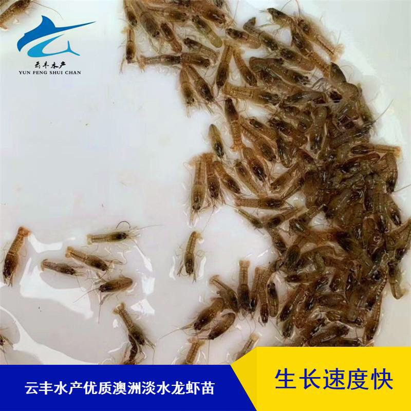 澳洲淡水龙虾苗澳洲龙虾苗
