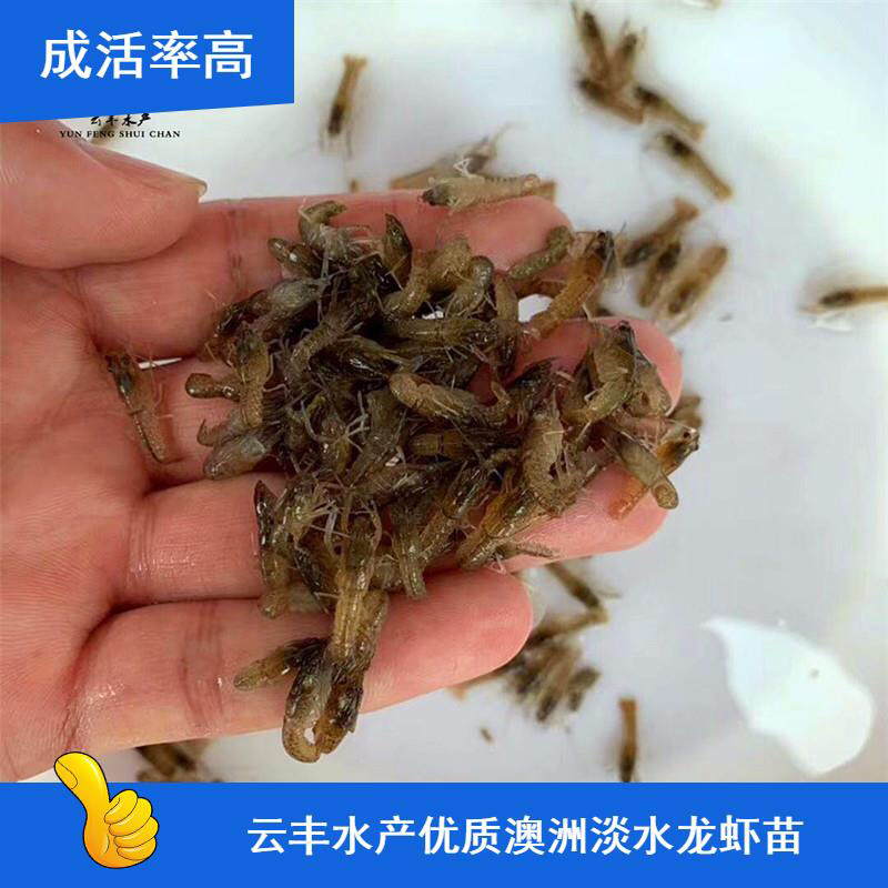 澳洲淡水龙虾苗澳洲龙虾苗