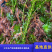 澳洲淡水龙虾苗澳洲龙虾苗