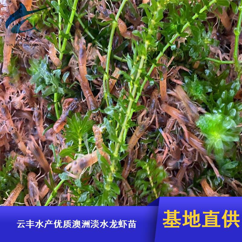 澳洲淡水龙虾苗澳洲龙虾苗