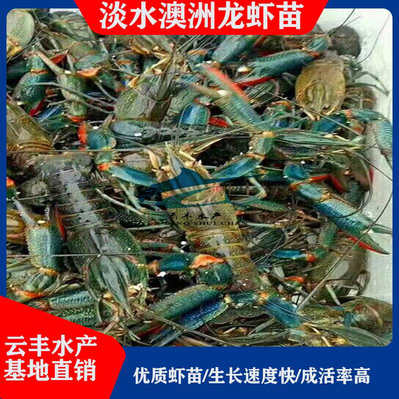 澳洲淡水龙虾苗澳洲龙虾苗