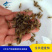 澳洲淡水龙虾苗澳洲龙虾苗