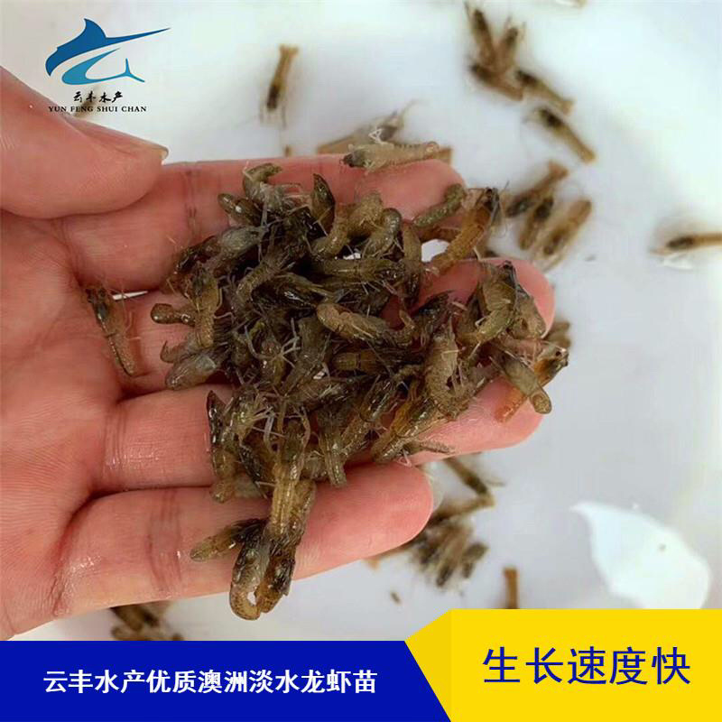澳洲淡水龙虾苗澳洲龙虾苗