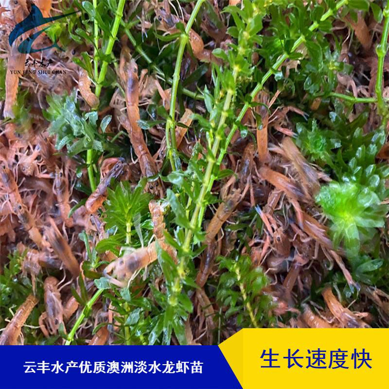 澳洲淡水龙虾苗澳洲龙虾苗