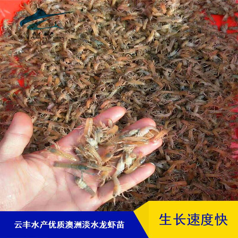 澳洲淡水龙虾苗澳洲龙虾苗