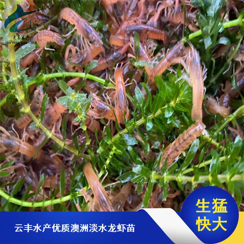 澳洲淡水龙虾苗澳洲龙虾苗
