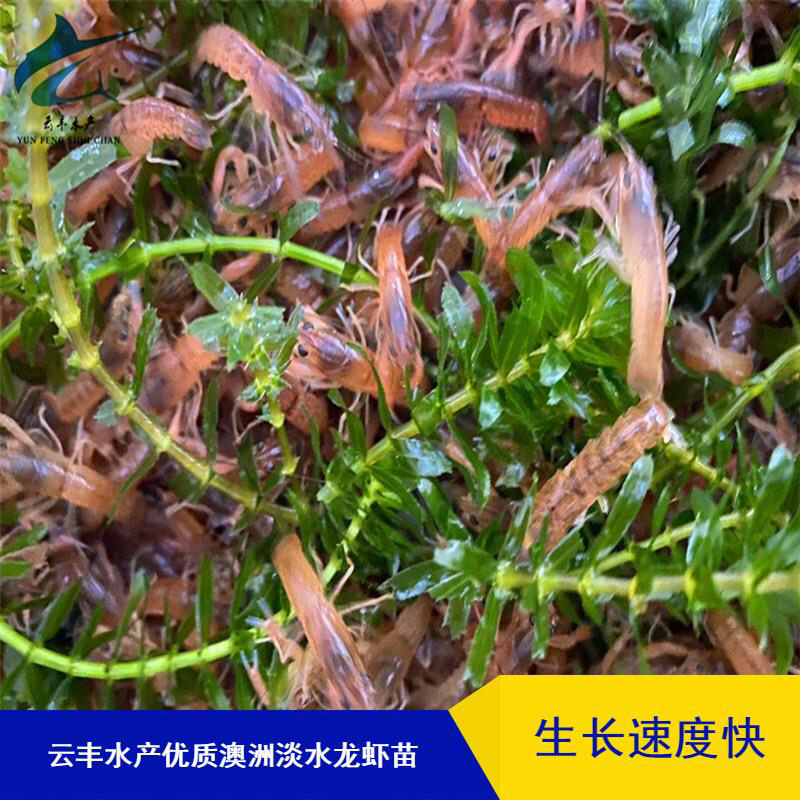 澳洲淡水龙虾苗澳洲龙虾苗