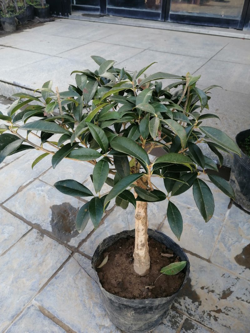 桂花树苗，嫁接苗，丹桂金桂香桂非常香的桂花。