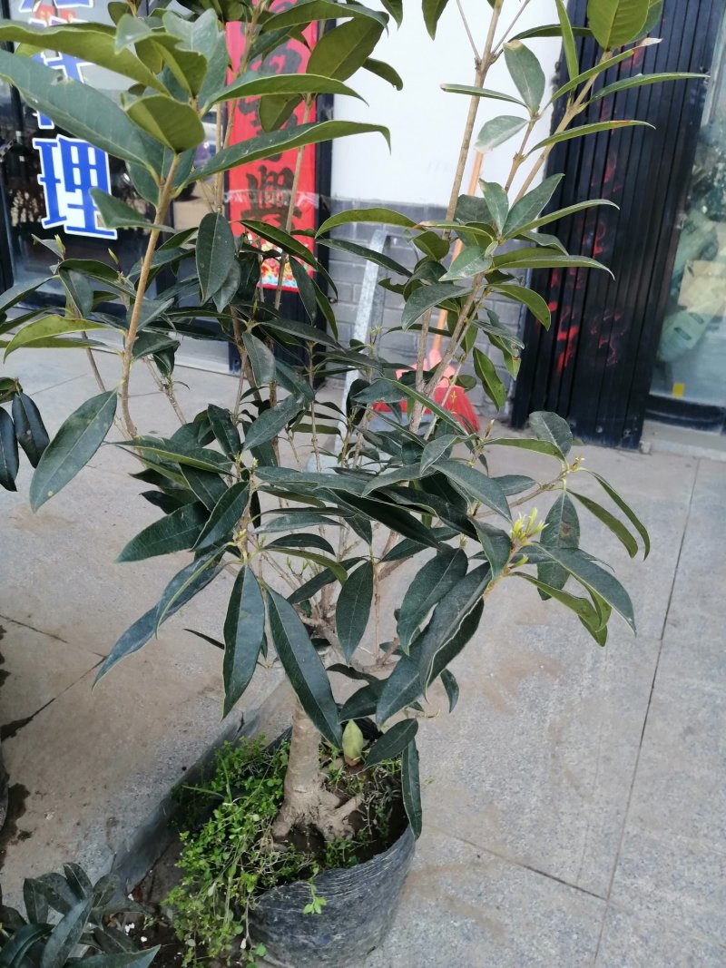 桂花树苗，嫁接苗，丹桂金桂香桂非常香的桂花。