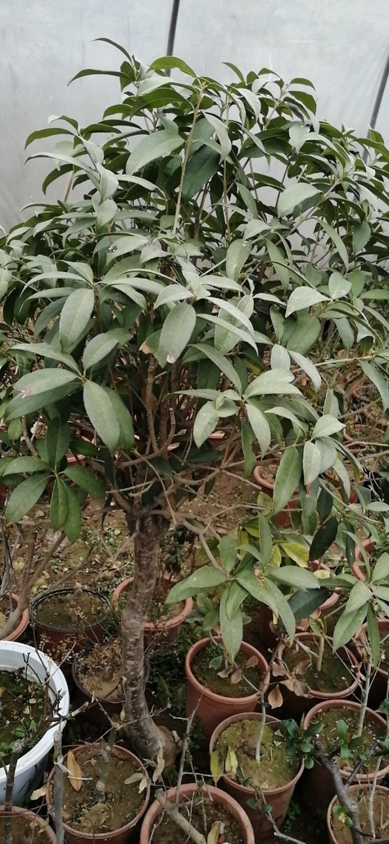 桂花树苗，嫁接苗，丹桂金桂香桂非常香的桂花。