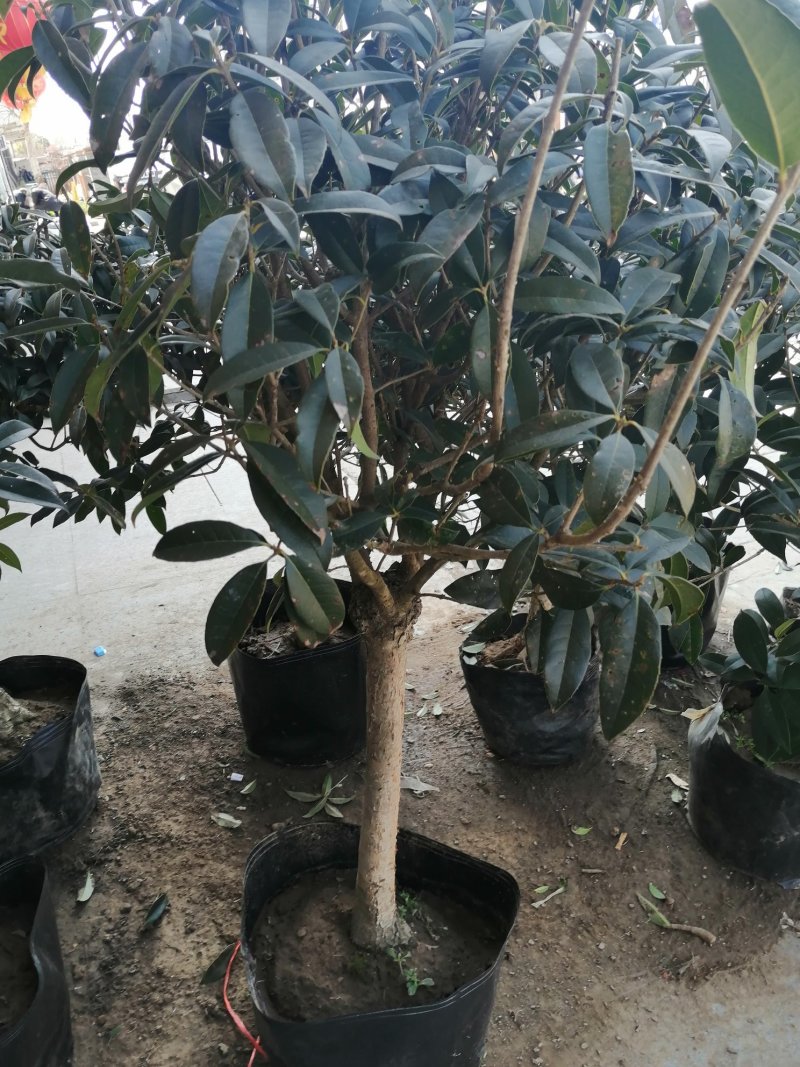 桂花树苗，嫁接苗，丹桂金桂香桂非常香的桂花。