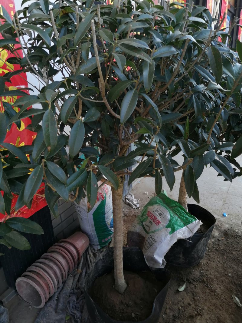 桂花树苗，嫁接苗，丹桂金桂香桂非常香的桂花。