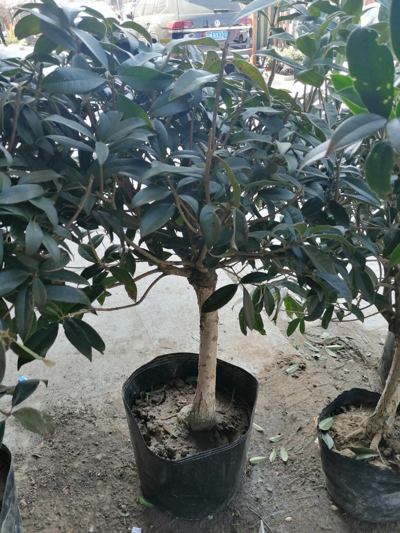 桂花树苗，嫁接苗，丹桂金桂香桂非常香的桂花。