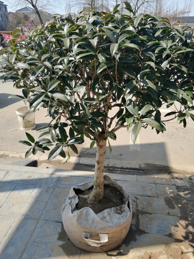 桂花树苗，嫁接苗，丹桂金桂香桂非常香的桂花。