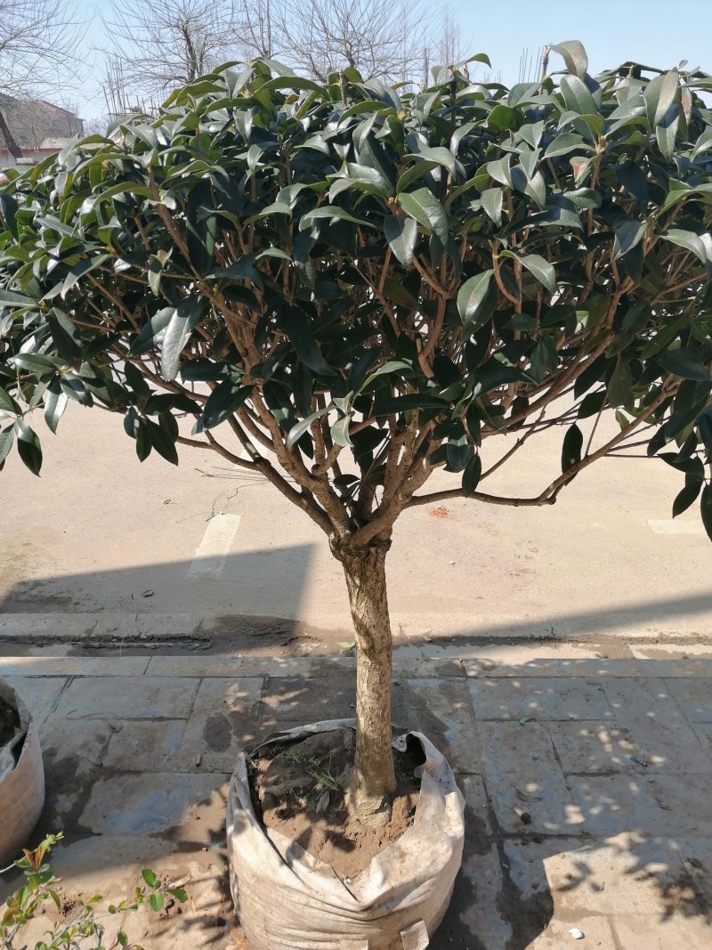 桂花树苗，嫁接苗，丹桂金桂香桂非常香的桂花。