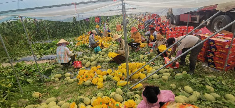 【诚信代办】代收海南晓蜜25、海南哈密瓜、产地一手货源