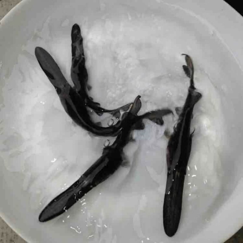 鸭嘴鱼苗匙吻鲟鱼苗基地直供(一手货源)