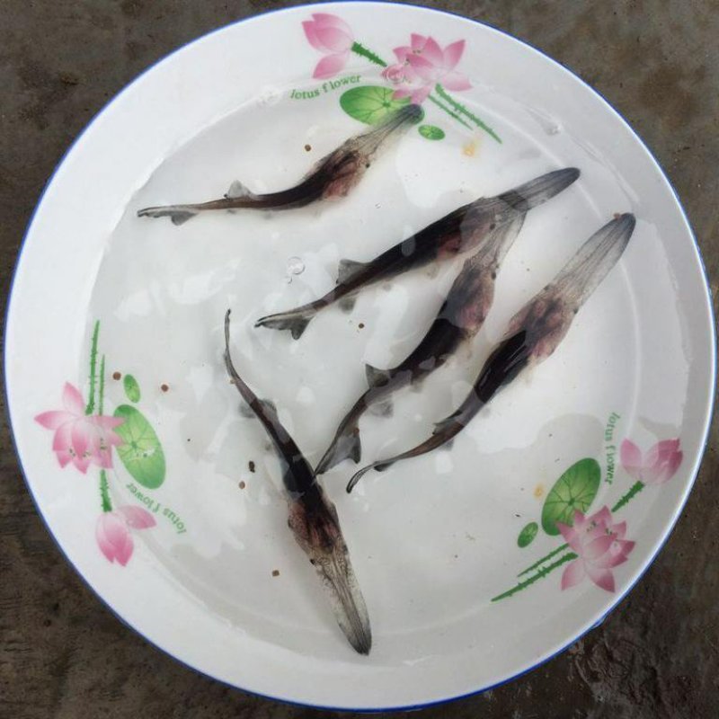 鸭嘴鱼苗匙吻鲟鱼苗基地直供(一手货源)