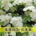 黄木香，白红木香。。鲜花山木香。非常好的。