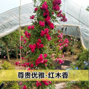 黄木香，白红木香。。鲜花山木香。非常好的。