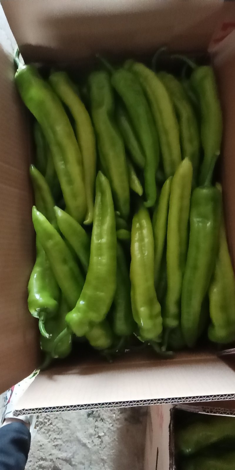大棚种植辣椒大量开始上市