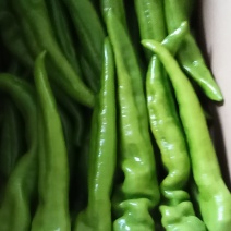 大棚种植辣椒大量开始上市