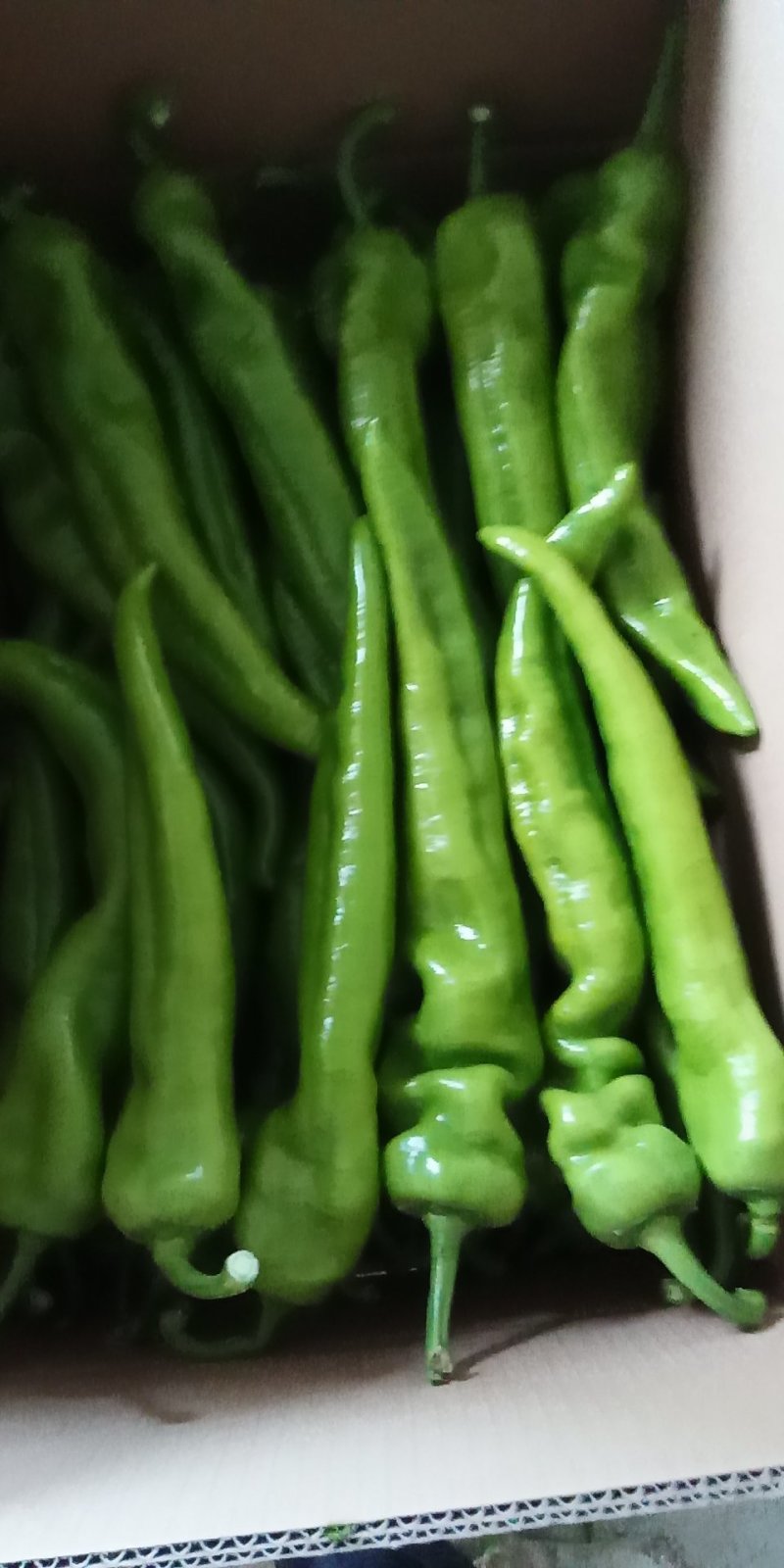 大棚种植辣椒大量开始上市