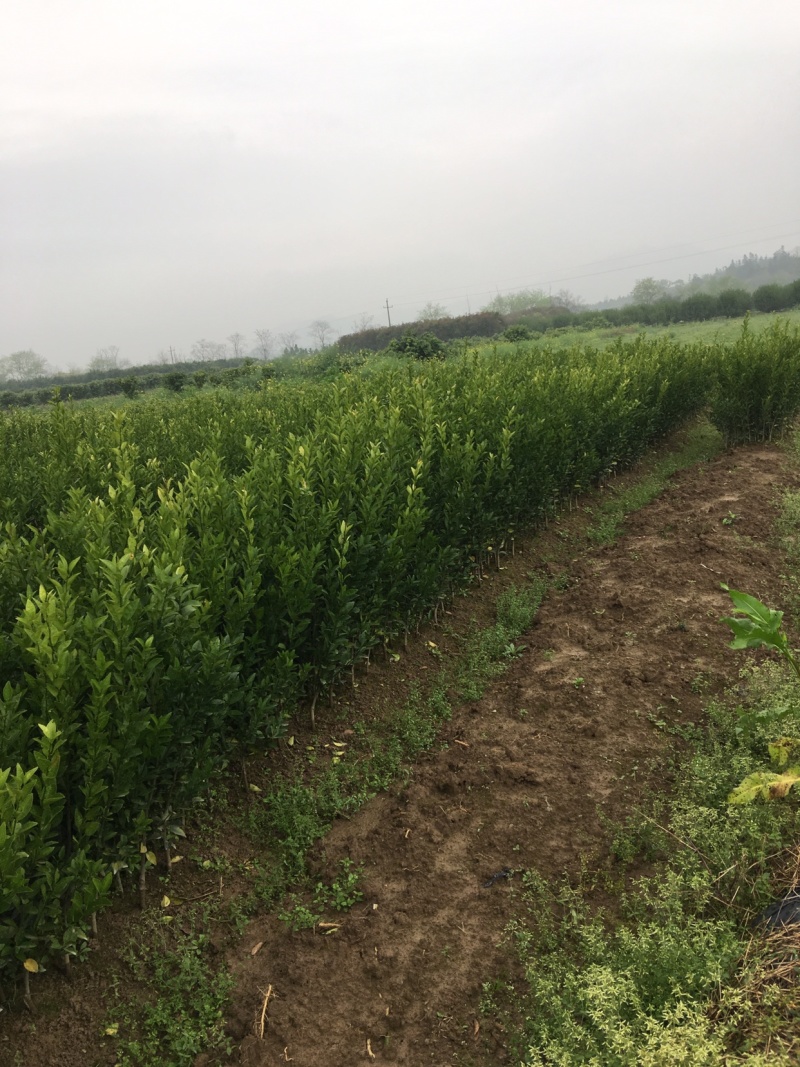 棉橘树苗广桔蜜广臭皮柑早熟