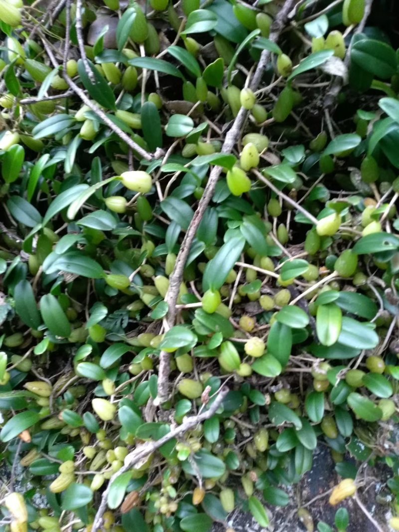 石仙桃，石豆兰