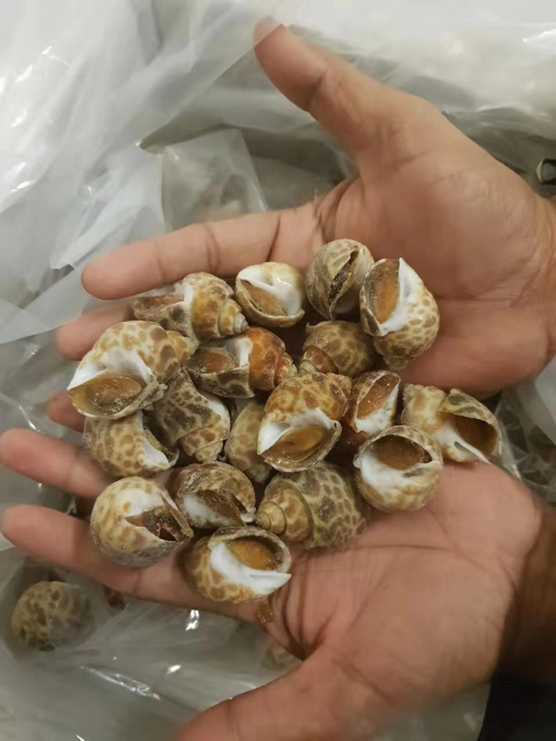 花螺东风螺