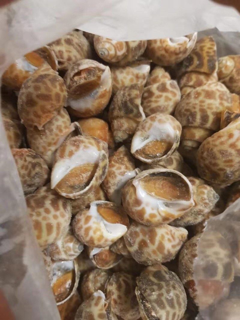 花螺东风螺