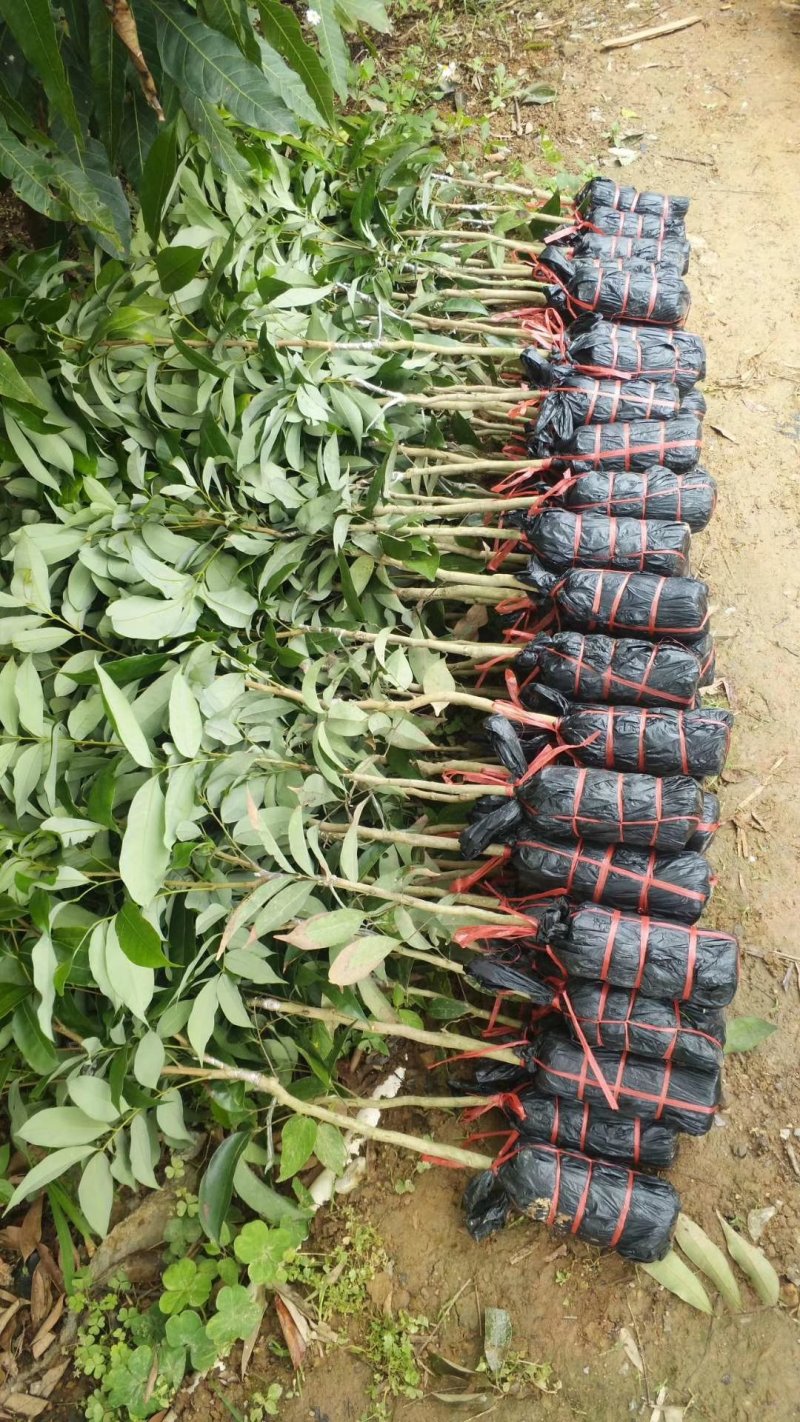 荔枝苗桂味荔枝苗妃子笑荔枝苗无核荔枝苗带土荔枝苗