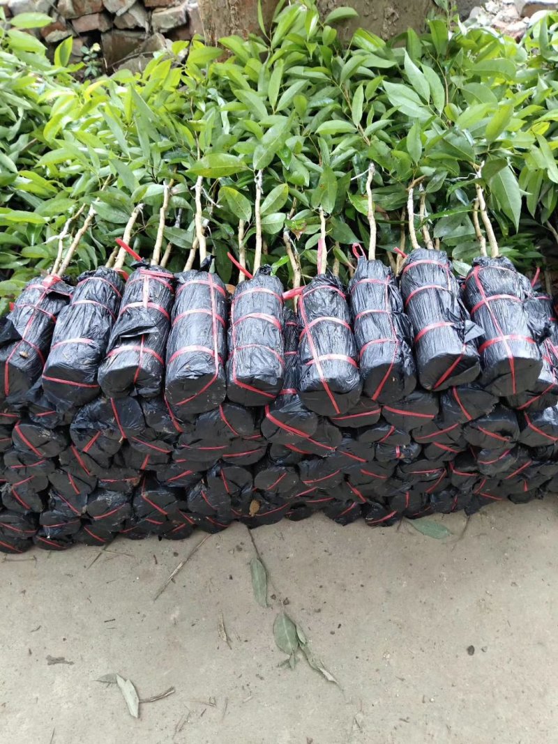 荔枝苗桂味荔枝苗妃子笑荔枝苗无核荔枝苗带土荔枝苗