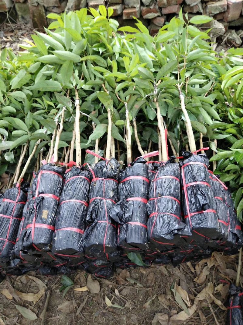 荔枝苗桂味荔枝苗妃子笑荔枝苗无核荔枝苗带土荔枝苗