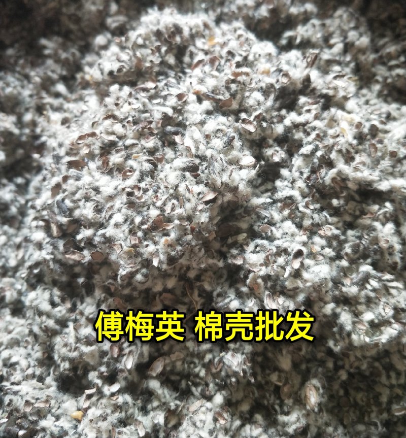 棉籽壳新疆棉籽壳中壳中绒蘑菇种植食用菌栽培
