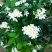 九里香，里香花苗，驱蚊盆栽有一箱花苗，非常好。